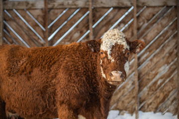 Close up on a Red Angus Cross Breed Cow