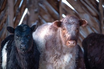Fototapeta premium Black Angus Calf and Shorthorn Calf Standing in a Shelter in Winter