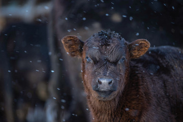 Obraz premium Close up On Young Baby Black Angus Calf