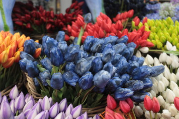aerial photo of many colorful tulips in Amsterdam