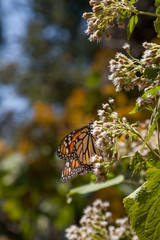 Fototapeta na wymiar mariposa monarca25