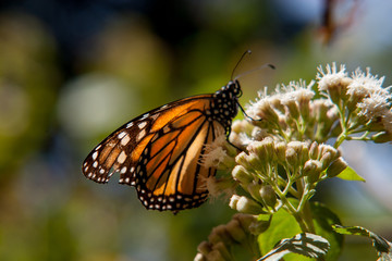 Obraz na płótnie Canvas mariposa monarca22
