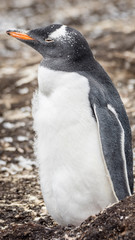 Gentoo Penguins Colony on the Falklands Islands