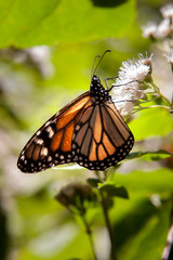 Obraz premium mariposa monarca16