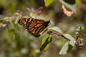 mariposa monarca27