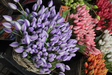 colorful tulips on Amsterdam flower market
