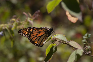 mariposa monarca11