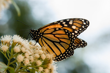 Fototapeta na wymiar mariposa monarca2
