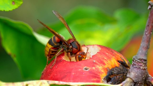European hornet eating apple