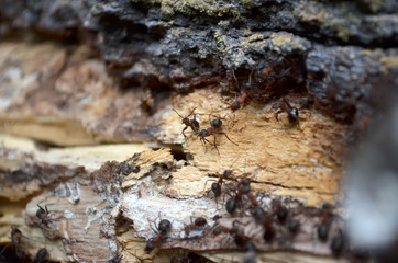 Team of forest ants, protects their home, which is in the old log. Fauna of Ukraine. Shallow depth of field, closeup.