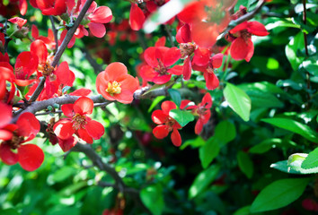 Branch with red flowers on blurred green background