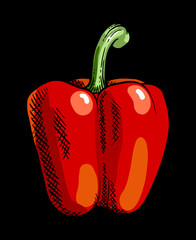 Sweet pepper vegetable illustration