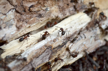 Team of forest ants, protects their home, which is in the old log. Fauna of Ukraine. Shallow depth of field, closeup.