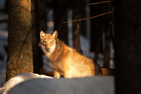 gray wolf, grey wolf, canis lupus
