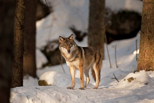 gray wolf, grey wolf, canis lupus