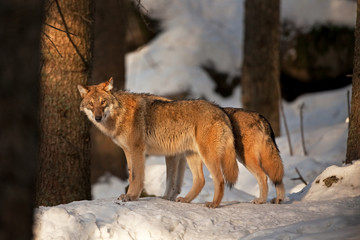 Fototapeta premium gray wolf, grey wolf, canis lupus