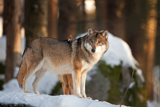 gray wolf, grey wolf, canis lupus