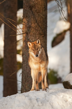 gray wolf, grey wolf, canis lupus