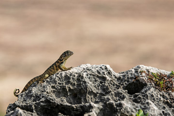 Rollschwanzleguan (Leiocephalus cubensis)
