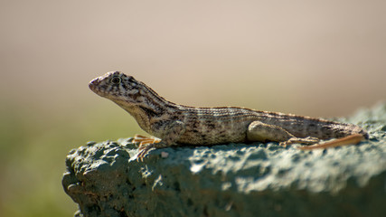 Rollschwanzleguan (Leiocephalus cubensis)