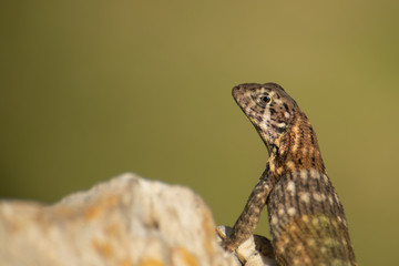 Rollschwanzleguan (Leiocephalus cubensis)