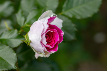Beautiful pink and white rose on green background