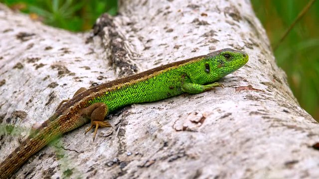 Sand lizard (Lacerta agilis)
