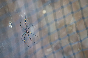 Female golden silk spider nephila clavipes in it's spider web. Araña seda dorara nephila clavipes...