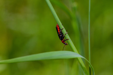 Bugs