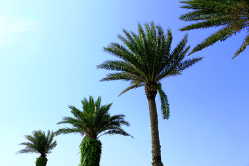 Fototapeta na wymiar Palm trees line up