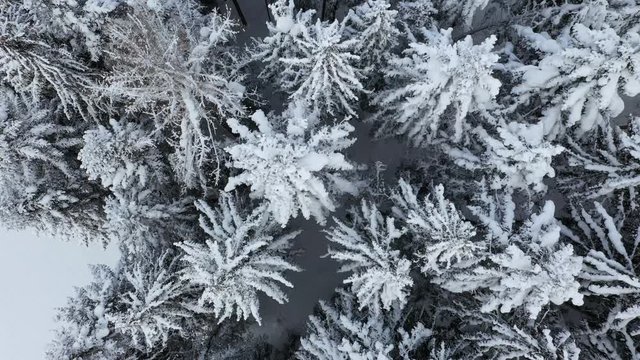 Aerial drone copter view of snow covered pine forest in the mountains during a winter with lots of snow.