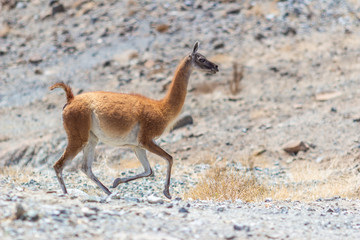 Naklejka na ściany i meble Typical fauna from the Chilean Andes: the Vicuña (Vicuna) an amazing mammal that lives at Atacama Desert in high altitudes at the altiplano. Life in arid extreme conditions. South America, Chile