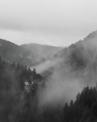 Misty morning in Black Forest. Misty mountains. Misty forest.