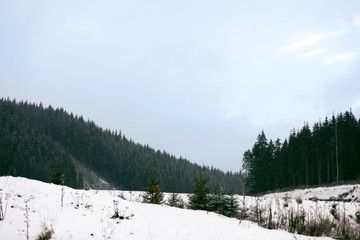Fototapeta na wymiar Beautiful landscape with conifer forest on hill. Winter vacation