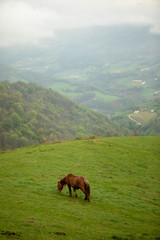 Fototapeta na wymiar Horse gracing on the French Pyrenees