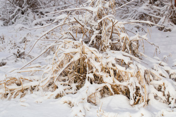 Tall grass covered with snow after a snowstorm. Nature in winter.