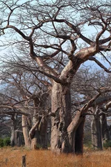 Crédence de cuisine en verre imprimé Baobab Les baobabs en Afrique