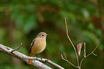 澄ましたポーズがかわいいジョウビタキメス