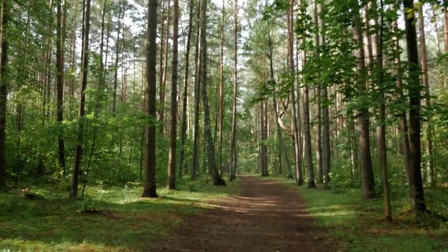 Steadicam shot thru green forest. Stabilized video of summer walk in forrest. Blurry image.