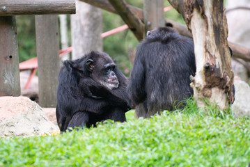 A chimpanzee sitting down with its hands crossed like a boss 