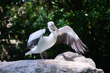 A Pelican spreading its wings and walking on land 