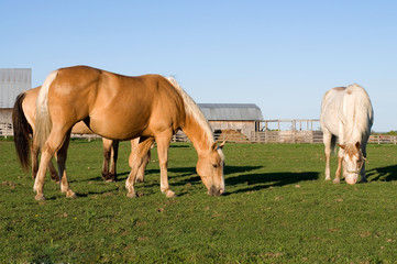 Obraz premium Beautiful Horses Grazing in a Field with A Barn in the Background