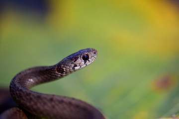 Midland Brown snake