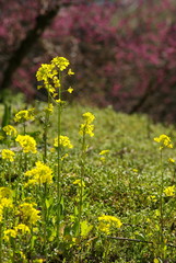菜の花（canola flower）