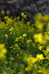 菜の花（canola flower）