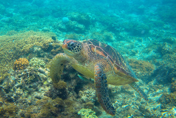 Obraz na płótnie Canvas Green turtle in nature underwater photo. Sea turtle closeup. Oceanic animal in wild nature
