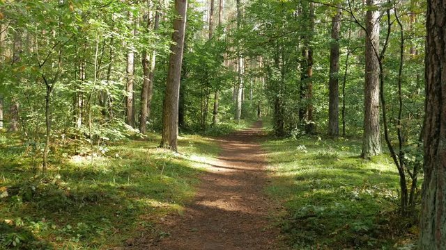 Personal perspective of walking on a path in the forest. Gimbal shot.