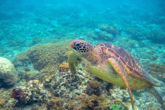 Green sea turtle underwater photo. Sea turtle closeup. Oceanic animal in wild nature. Summer vacation activity