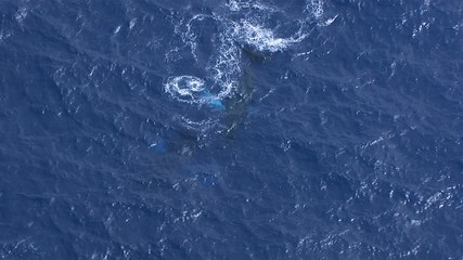 Aerial view of blowholes on Humpback whales swimming