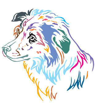 Colorful decorative portrait of Dog Border Collie vector illustration